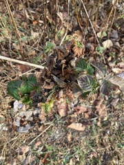 Phylloplecta tripunctata