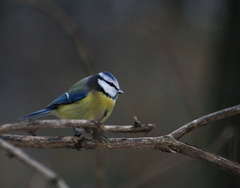 Cyanistes caeruleus