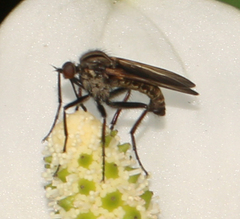Empis