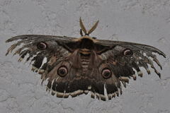 Saturnia pyri