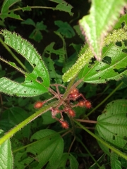 Miconia crenata
