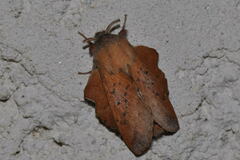 Phyllodesma tremulifolia