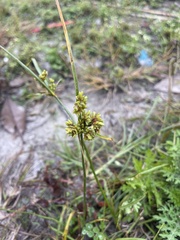 Cyperus surinamensis
