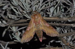 Deilephila porcellus