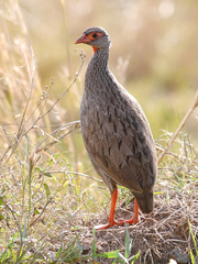 Pternistis afer cranchii