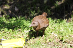 Gallirallus australis australis