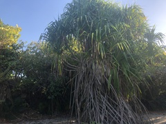Pandanus