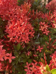 Ixora