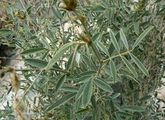 Tephrosia nubica