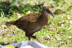 Gallirallus australis australis