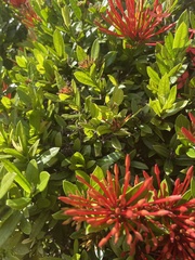 Ixora