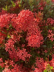 Ixora