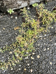 Leucospora multifida
