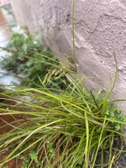Cyperus iria