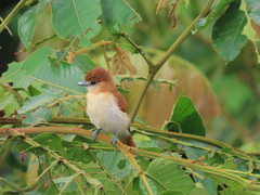 Pachyramphus rufus