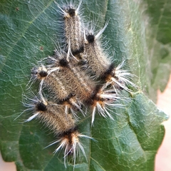 Halysidota