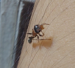 Pseudomyrmex gracilis