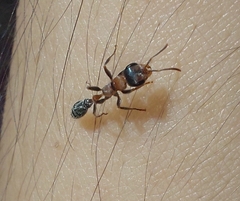 Pseudomyrmex gracilis