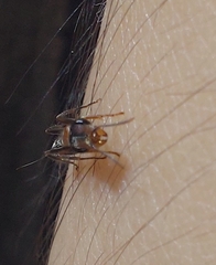 Pseudomyrmex gracilis