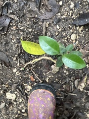 Trachelospermum asiaticum