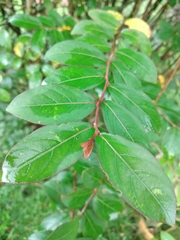 Lagerstroemia indica