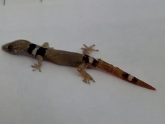 Sphaerodactylus glaucus