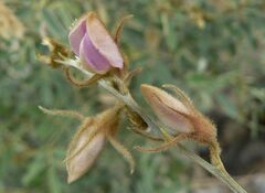 Tephrosia nubica