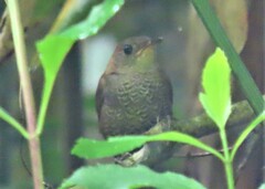 Microcerculus marginatus