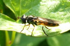 Pyrophaena granditarsis