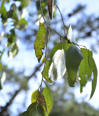 Blastacervulus eucalypti