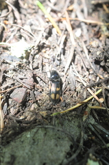 Selatosomus suckleyi