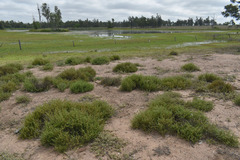 Sclerolaena muricata muricata