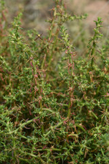 Sclerolaena muricata muricata