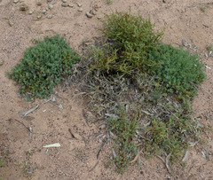 Sclerolaena muricata muricata