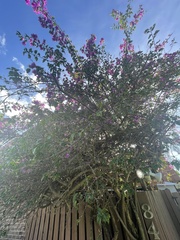 Bougainvillea