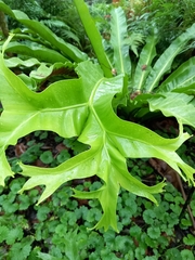 Asplenium antiquum