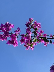 Bougainvillea