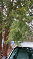Cunninghamia lanceolata