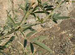 Tephrosia nubica