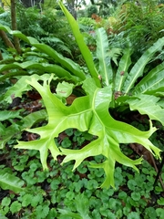 Asplenium antiquum