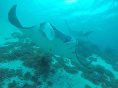 Mobula alfredi