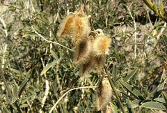 Tephrosia nubica