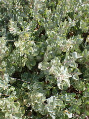 Atriplex vestita
