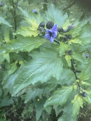 Nicandra physalodes