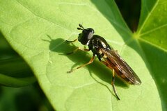 Pyrophaena granditarsis