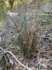 Juncus patens