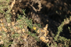 Ericameria palmeri