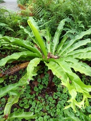 Asplenium antiquum