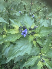 Nicandra physalodes