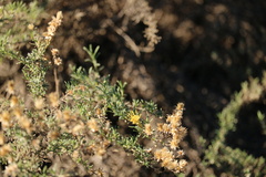 Ericameria palmeri